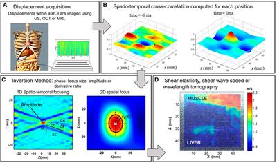 Shear Wave Elastography Based on Noise Correlation and Time Reversal